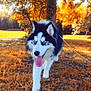 Arrow a rejoint le concours — aidez-le/la à gagner de superbes lots ! animal, autumn, blue_eyes, canine, daytime, dog, fall, fur, grass, husky, leash, leaves, nature, outdoor, park, pet, sunlight, tongue_out, tree, walking