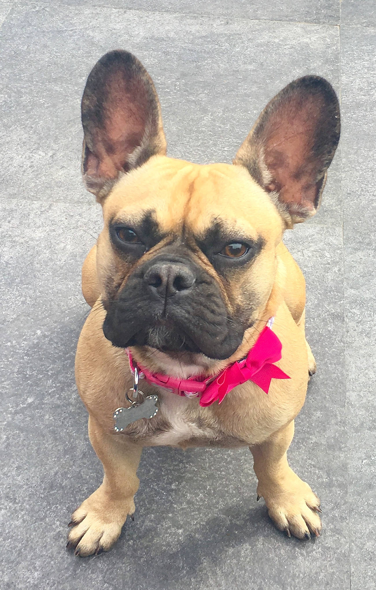 Nelly is registered to the contest to win money with this photo: ancient_dog_breeds, bulldog, canidae, carnivore, companion_dog, dog, dog_breed, dog_collar, eye, fawn, flooring, puppy, snout, sporting_group, terrestrial_animal, toy_dog, whiskers, working_animal, working_dog, wrinkle