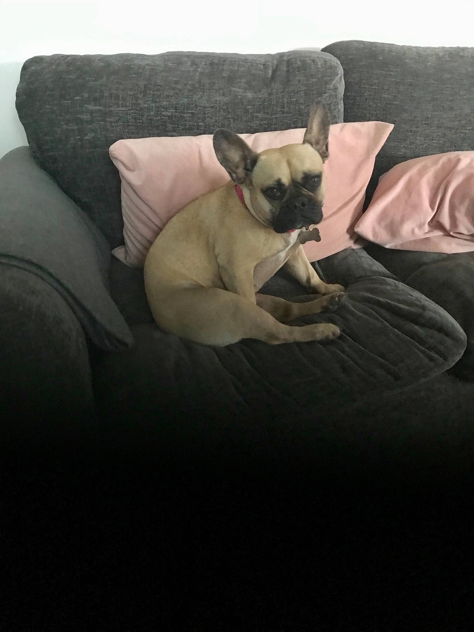 Nelly joined the competition — help win amazing prizes! canidae, carnivore, comfort, companion_dog, couch, dog, dog_breed, dog_supply, fawn, furniture, grey, hardwood, linens, pillow, sitting, sporting_group, throw_pillow, tints_and_shades, toy_dog, working_animal