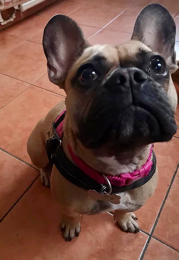 Nelly joined the competition — help win amazing prizes! canidae, carnivore, collar, companion_dog, dog, dog_breed, dog_collar, ear, fawn, flooring, fur, houseplant, leash, pet_supply, selfie, snout, sporting_group, whiskers, working_animal, wrinkle
