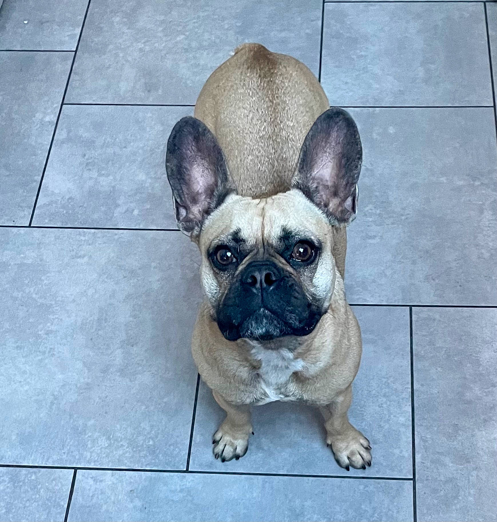 Nelly joined the competition — help win amazing prizes! ancient_dog_breeds, canidae, carnivore, companion_dog, dog, dog_breed, fawn, flooring, non_sporting_group, pug, puppy, snout, sporting_group, terrestrial_animal, tile_flooring, toy_dog, whiskers, working_animal, wrinkle