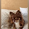 dog, chihuahua, small_dog, brown_dog, white_fur, pet, bed, bedding, striped_bedspread, pillow, indoor, cozy, cute, fur, ears, animal, resting, home, calm, portrait