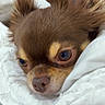 dog, chihuahua, brown_dog, pet, close_up, blanket, cozy, sleepy, ears, face, cute, fur, snuggle, indoor, animal, portrait, resting, soft_texture, bed, warm