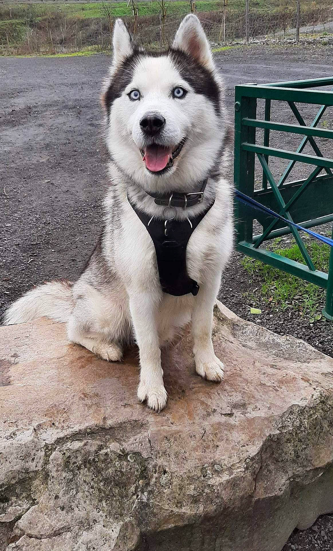 Aiko participe au concours pour gagner de l'argent avec cette photo : ancient_dog_breeds, canidae, carnivore, collar, companion_dog, dog, dog_breed, fang, fur, non_sporting_group, outdoor_furniture, sled_dog, soil, sporting_group, tail, working_animal, working_dog