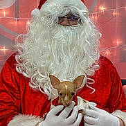 Layla joined the competition — help win amazing prizes! person, dog, chihuahua, santa_claus, costume, beard, glasses, white_gloves, red_suit, holiday_lights, indoor, portrait, festive, christmas, cute, small_dog, holding, smiling, celebration, warm_lighting