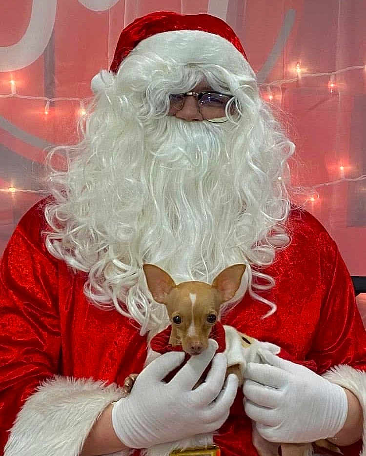 Layla joined the competition — help win amazing prizes! person, dog, chihuahua, santa_claus, costume, beard, glasses, white_gloves, red_suit, holiday_lights, indoor, portrait, festive, christmas, cute, small_dog, holding, smiling, celebration, warm_lighting