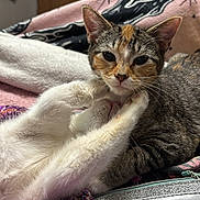 Monkey Moo is registered to the contest to win money with this photo: abyssinian, animal, bed, bedroom, blanket, cat, chair, couch, cushion, furniture, homedecor, indoors, kitten, linen, manx, person, pet, quilt, room, siamese