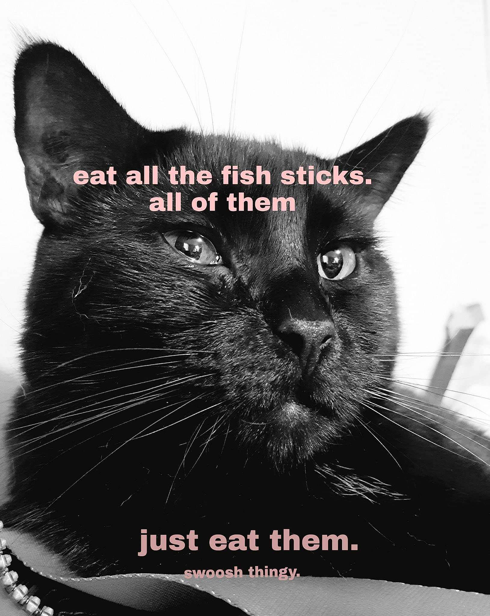 Midnight is registered to the contest to win money with this photo: asian, black_and_white, black_cat, bombay, carnivore, cat, domestic_short_haired_cat, felidae, photo_caption, photography, poster, small_to_medium_sized_cats, snout, whiskers