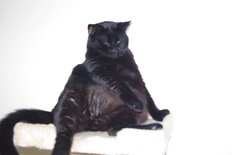 Midnight is registered to the contest to win money with this photo: asian, black_cat, bombay, carnivore, cat, domestic_short_haired_cat, european_shorthair, felidae, havana_brown, mammal, small_to_medium_sized_cats, tail, vertebrate, whiskers