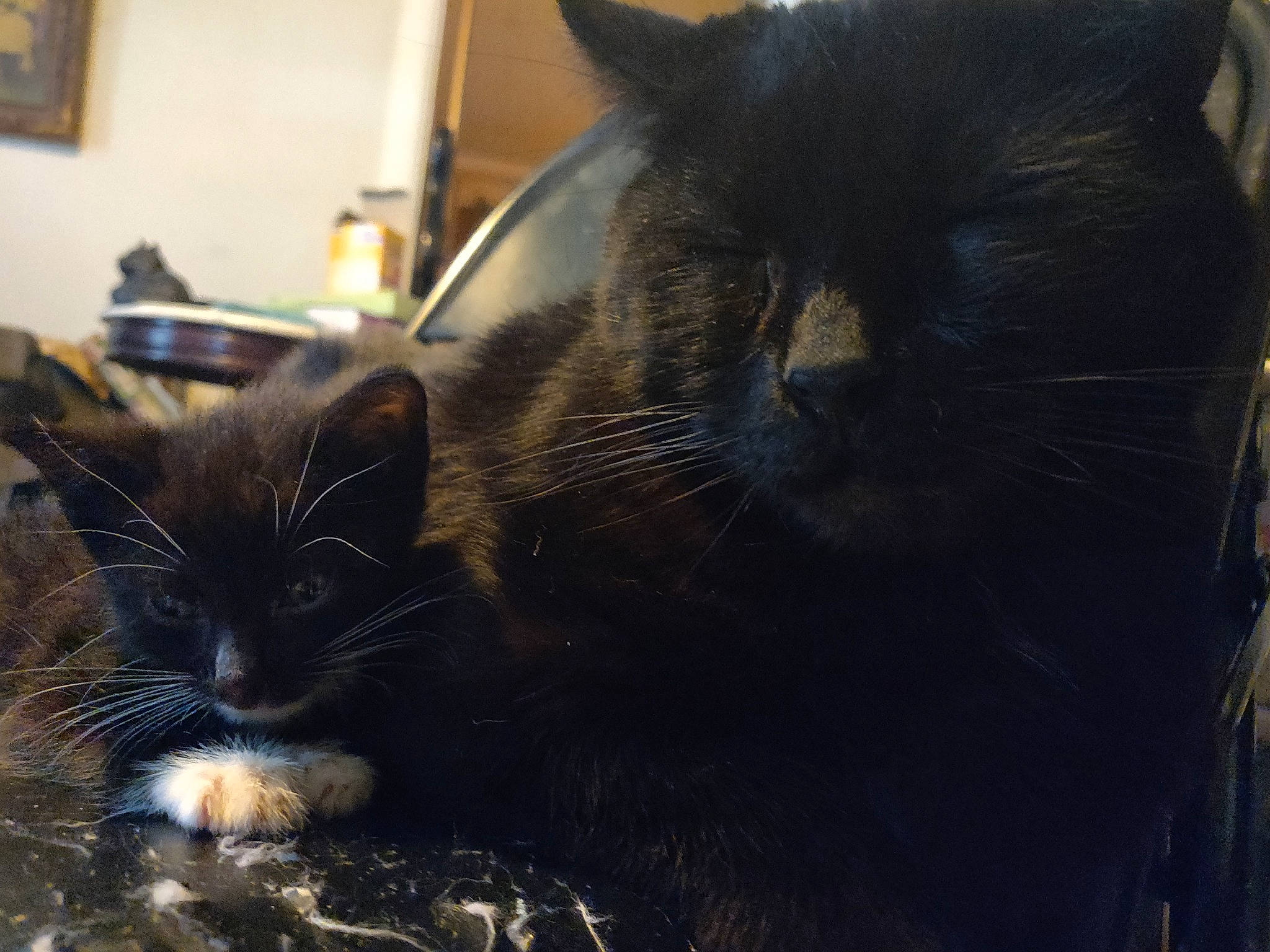 Midnight is registered to the contest to win money with this photo: asian, black, black_cat, carnivore, cat, domestic_short_haired_cat, ear, eye, felidae, fur, kitten, mammal, organism, sky, small_to_medium_sized_cats, snout, whiskers