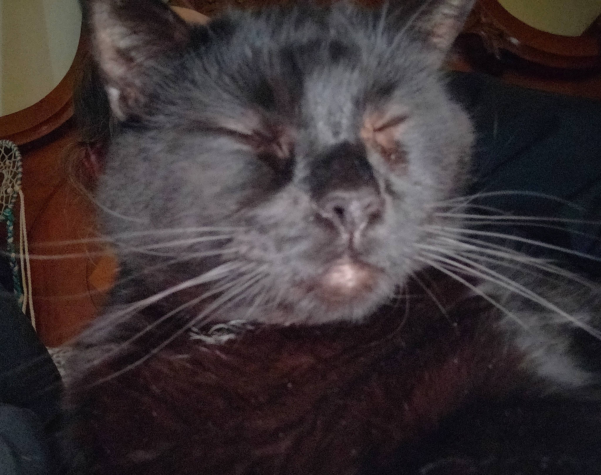 Midnight is registered to the contest to win money with this photo: asian, black_cat, carnivore, cat, domestic_long_haired_cat, domestic_short_haired_cat, ear, european_shorthair, eye, felidae, fur, kitten, mammal, nebelung, norwegian_forest_cat, nose, small_to_medium_sized_cats, snout, whiskers