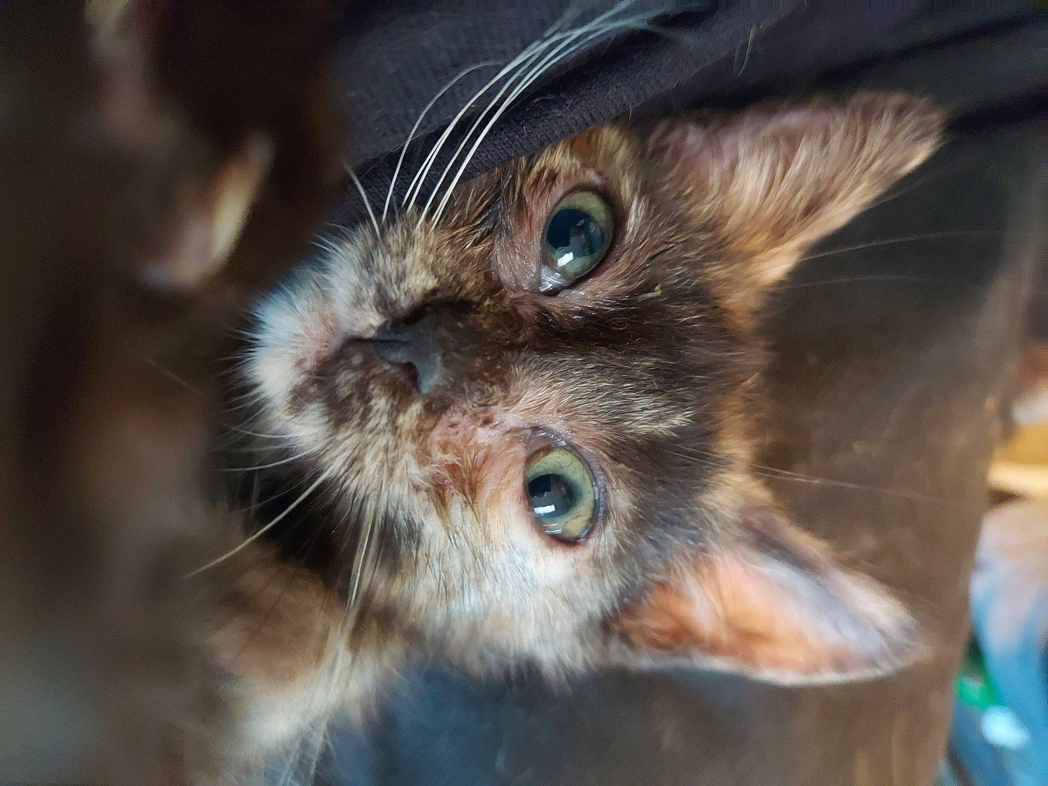 Cocoa Bean joined the competition — help win amazing prizes! carnivore, cat, close_up, domestic_short_haired_cat, ear, fawn, felidae, fur, macro_photography, norwegian_forest_cat, small_to_medium_sized_cats, snout, terrestrial_animal, whiskers, wildlife, wood