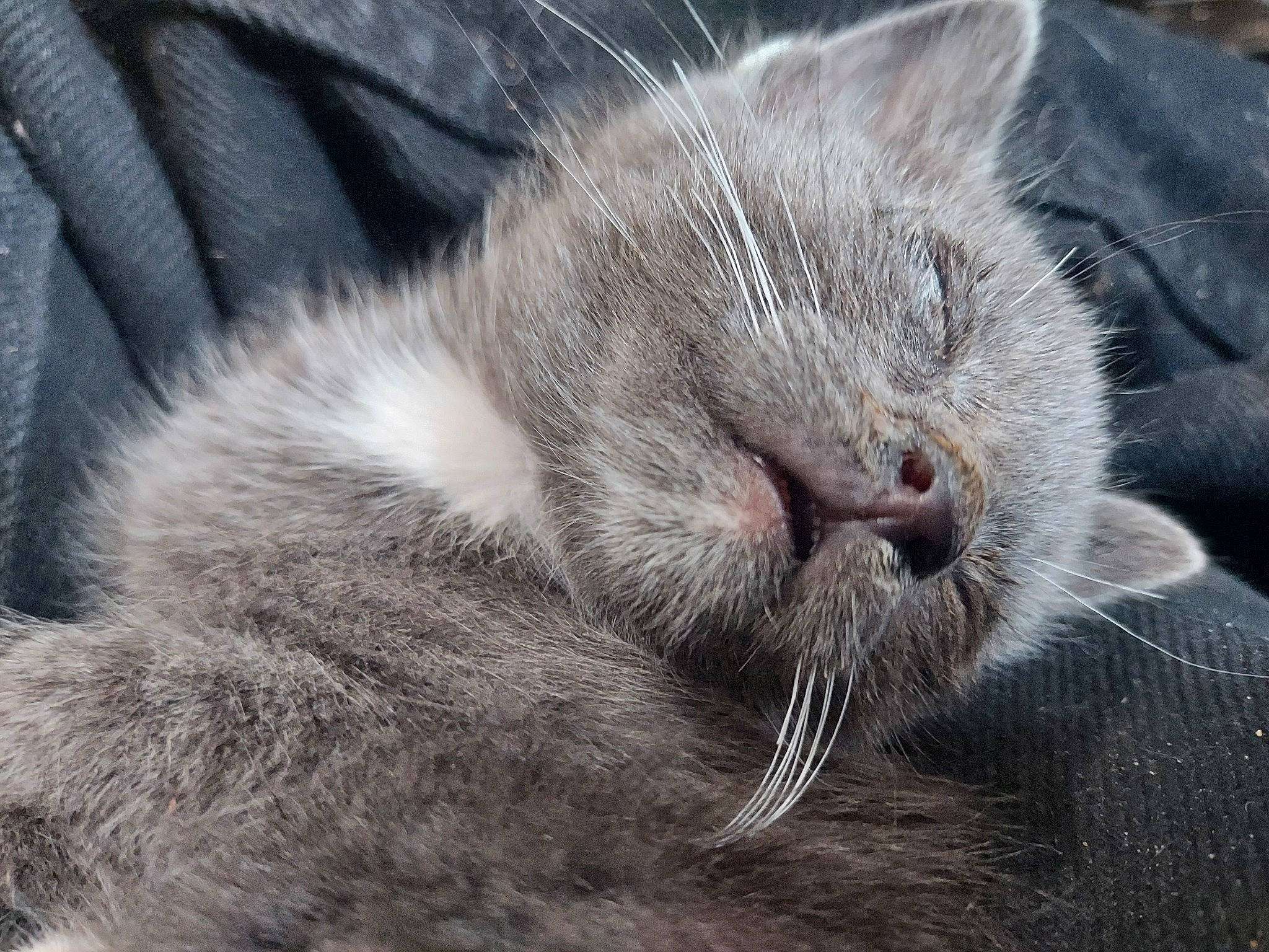 Junkyard joined the competition — help win amazing prizes! carnivore, cat, claw, comfort, domestic_short_haired_cat, felidae, fur, grey, nap, paw, sleep, small_to_medium_sized_cats, snout, tail, terrestrial_animal, vertebrate, whiskers