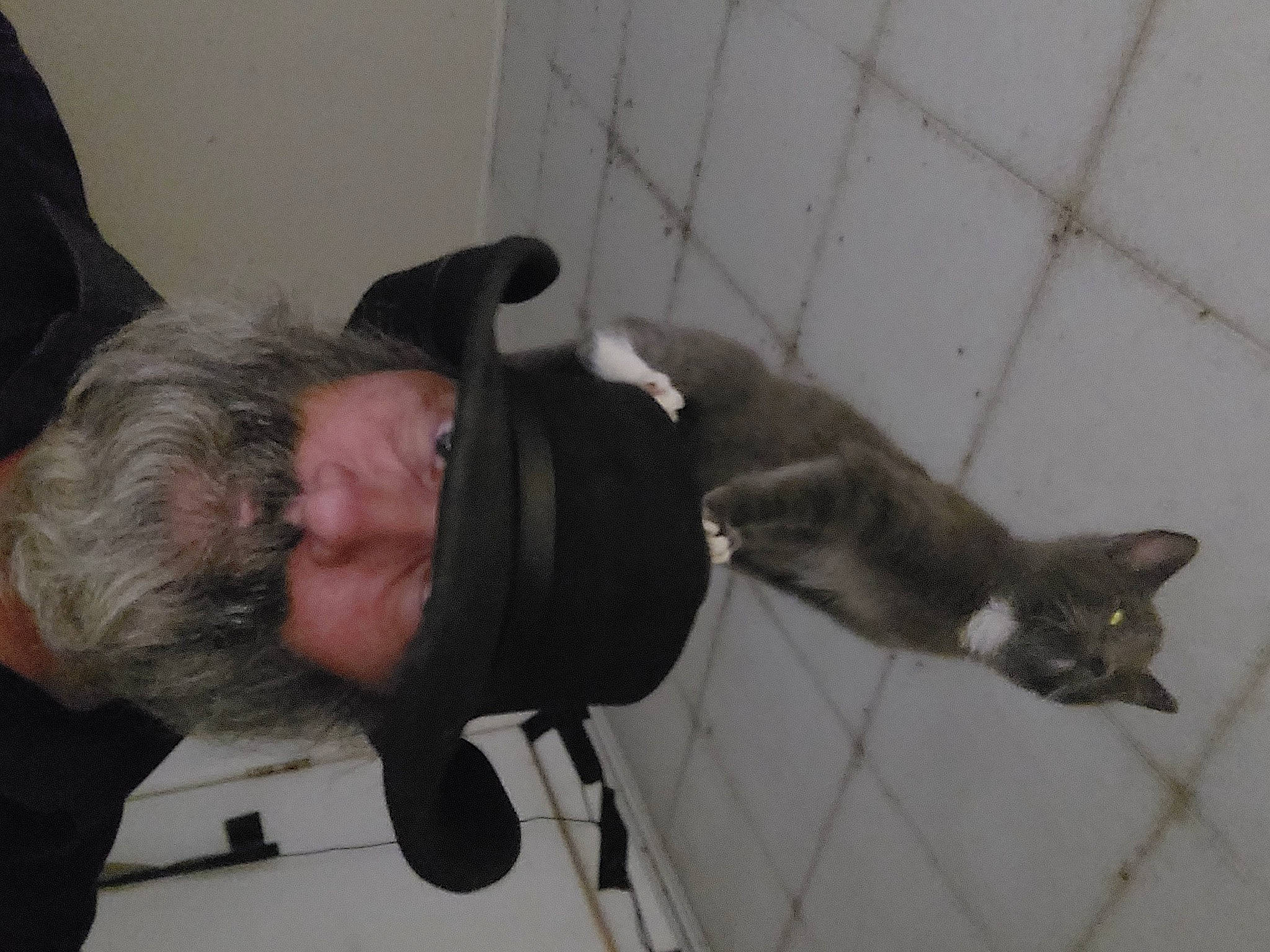 Junkyard is registered to the contest to win money with this photo: carnivore, cat, comfort, dog_breed, domestic_short_haired_cat, felidae, flooring, fur, hat, small_to_medium_sized_cats, sporting_group, tail, whiskers