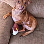 Buddy joined the competition — help win amazing prizes! dog, small_dog, brown_dog, plush_toy, penguin_toy, couch, furniture, indoor, pet, animal, relaxed, cute, looking_up, sitting, tail, ears, snout, fur, paw, home