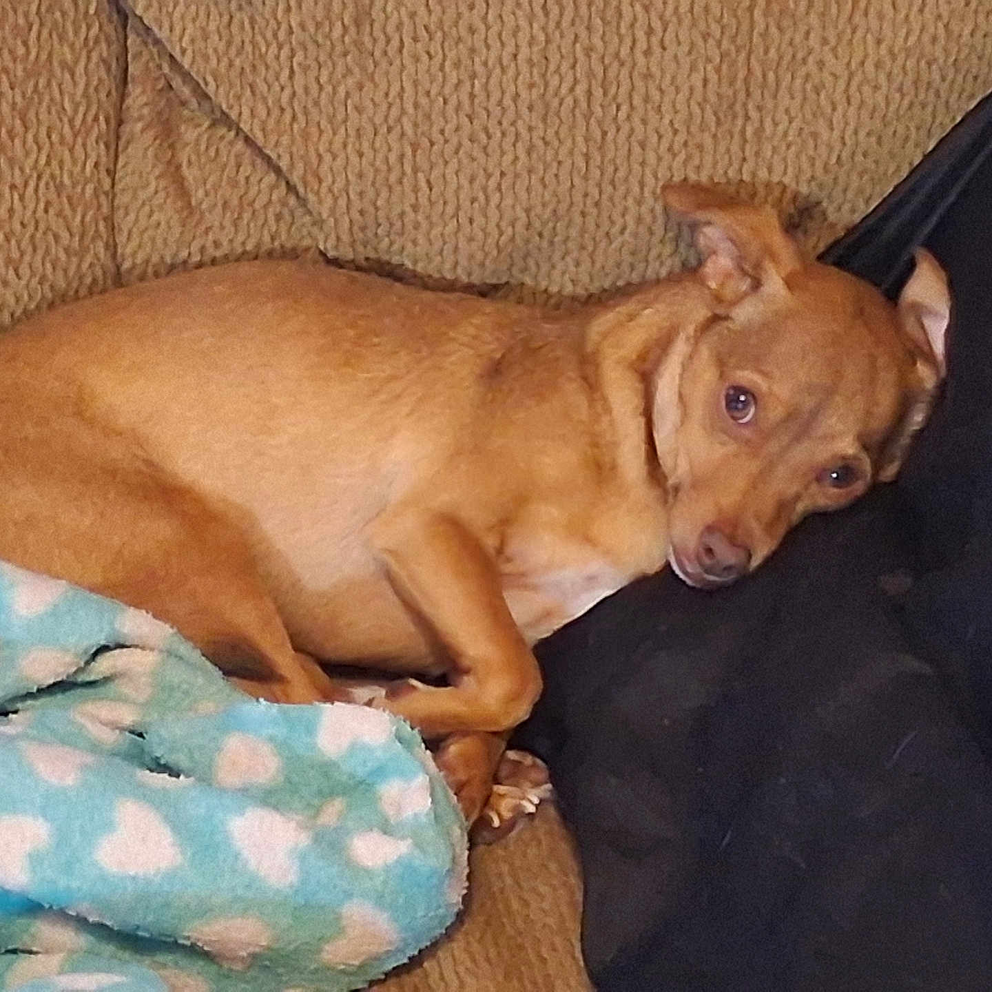 Buddy joined the competition — help win amazing prizes! animal, beige, black_cushion, blanket, canine, comfort, couch, cozy, dog, ear, fur, heart_pattern, home, indoor, paw, pet, relaxed, resting, tan, texture