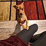 dog, small_dog, tan_dog, pet, indoor, carpet, patterned_rug, flooring, person, leggings, maroon_sweater, animal, looking_up, front_paws, legs, cozy, home, cute, companion, waiting