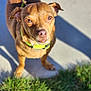 Buddy is registered to the contest to win money with this photo: dog, brown_dog, small_dog, pet, collar, leash, outdoor, sidewalk, grass, sunlight, shadow, canine, animal, closeup, looking_up, daylight, ears, snout, fur, walking
