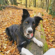 Gnocchi a rejoint le concours — aidez-le/la à gagner de superbes lots ! dog, border_collie, autumn, forest, fallen_leaves, log, moss, playful, outdoor, nature, animal, pet, black_and_white, tongue_out, canine, tree, woodland, happy, daylight, close_up