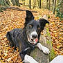 dog, border_collie, autumn, forest, fallen_leaves, log, moss, playful, outdoor, nature, animal, pet, black_and_white, tongue_out, canine, tree, woodland, happy, daylight, close_up