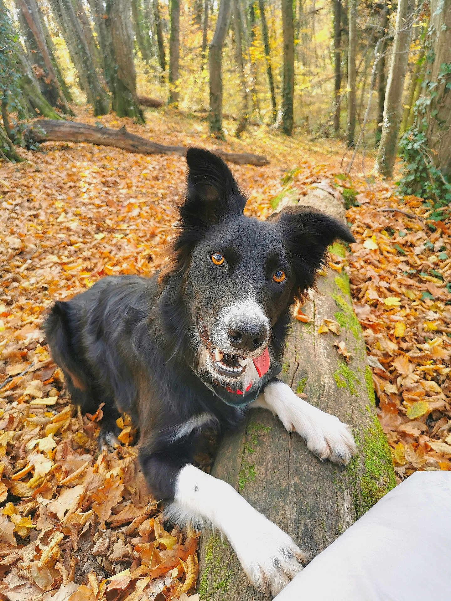 Gnocchi a rejoint le concours — aidez-le/la à gagner de superbes lots ! dog, border_collie, autumn, forest, fallen_leaves, log, moss, playful, outdoor, nature, animal, pet, black_and_white, tongue_out, canine, tree, woodland, happy, daylight, close_up