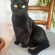 Lili a rejoint le concours — aidez-le/la à gagner de superbes lots ! animal, black_cat, cat, chair, cozy, domestic_cat, feline, fur, houseplant, indoor, leafy_plant, looking_at_camera, pet, plant, portrait, sitting, tail, whiskers, wooden_chair, yellow_eyes