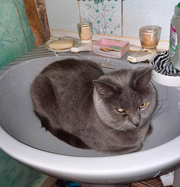 Tigger joined the competition — help win amazing prizes! blue, carnivore, cat, cat_supply, cup, dishware, domestic_short_haired_cat, drinkware, felidae, grey, pet_supply, plant, plumbing_fixture, serveware, small_to_medium_sized_cats, table, tableware, tail, whiskers, window