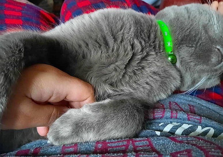 Tigger joined the competition — help win amazing prizes! blue, carnivore, cat, collar, comfort, dog_breed, domestic_short_haired_cat, felidae, fur, grey, human_leg, nail, nap, paw, plaid, small_to_medium_sized_cats, sporting_group, tail, tartan, whiskers