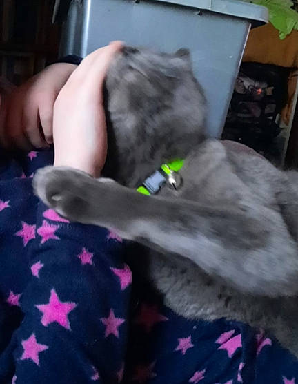 Tigger is registered to the contest to win money with this photo: canidae, carnivore, comfort, companion_dog, dog_breed, elbow, fawn, felidae, fur, gesture, grey, human_leg, magenta, purple, small_to_medium_sized_cats, sporting_group, tail, thigh, whiskers, wrist