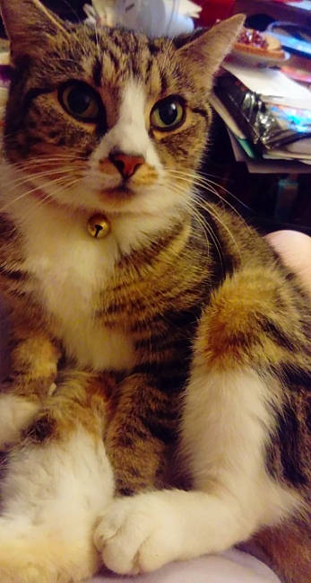 Tilly joined the competition — help win amazing prizes! carnivore, cat, claw, domestic_short_haired_cat, eye, felidae, fur, paw, photography, small_to_medium_sized_cats, snout, tail, terrestrial_animal, whiskers