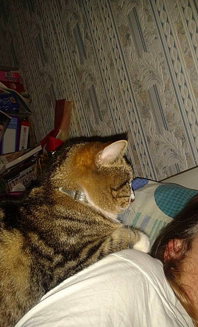 Tilly is registered to the contest to win money with this photo: brown, carnivore, cat, comfort, domestic_short_haired_cat, fawn, felidae, flooring, fur, nap, room, small_to_medium_sized_cats, snout, tail, terrestrial_animal, whiskers, wood