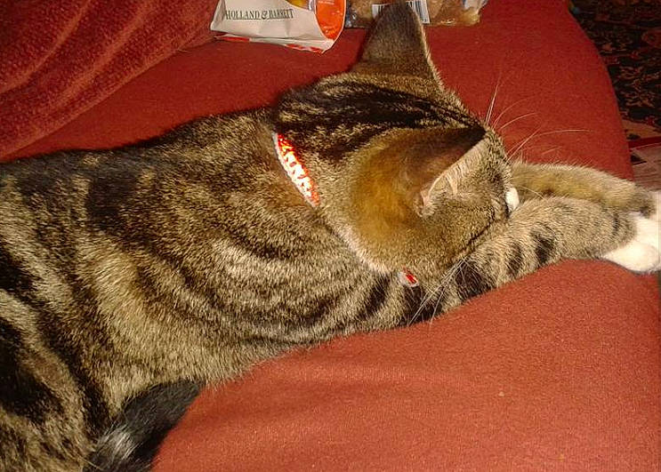 Tilly joined the competition — help win amazing prizes! canidae, carnivore, cat, claw, collar, comfort, domestic_short_haired_cat, fawn, felidae, fur, human_leg, linens, nap, paw, sleep, small_to_medium_sized_cats, snout, tail, terrestrial_animal, whiskers