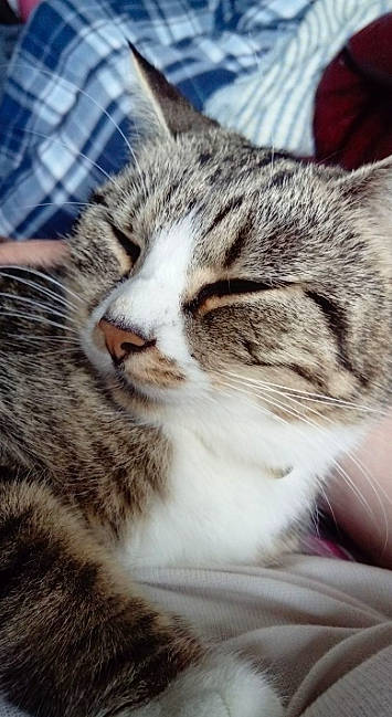 Tilly is registered to the contest to win money with this photo: carnivore, cat, claw, close_up, domestic_short_haired_cat, felidae, fur, grass, metal, paw, sleep, small_to_medium_sized_cats, snout, terrestrial_animal, tree, whiskers, wildlife, wood