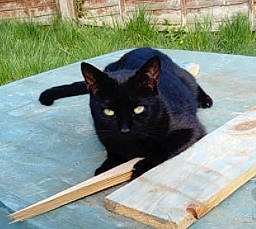 Rio joined the competition — help win amazing prizes! auto_part, black_cat, bombay, carnivore, cat, domestic_short_haired_cat, felidae, fur, grass, plant, sitting, small_to_medium_sized_cats, snout, tail, terrestrial_animal, tree, whiskers, wood