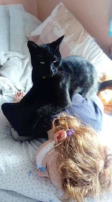 Rio joined the competition — help win amazing prizes! black_cat, bombay, canidae, carnivore, cat, claw, comfort, dog_breed, domestic_short_haired_cat, felidae, fur, nap, paw, sitting, small_to_medium_sized_cats, tail, whiskers