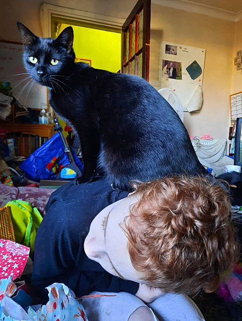 Rio joined the competition — help win amazing prizes! black_cat, blue, bombay, carnivore, cat, domestic_short_haired_cat, electric_blue, event, felidae, fun, fur, picture_frame, room, small_to_medium_sized_cats, t_shirt, tail, whiskers