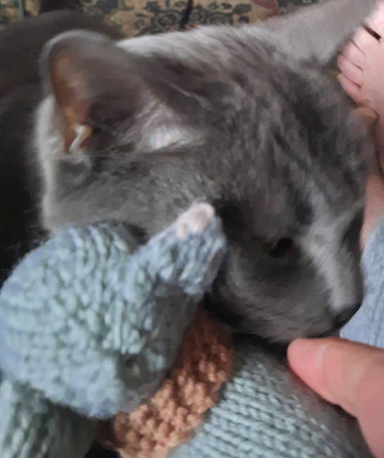 Tim joined the competition — help win amazing prizes! carnivore, cat, claw, comfort, domestic_short_haired_cat, ear, fawn, felidae, finger, fur, gesture, grey, hand, paw, small_to_medium_sized_cats, snout, tail, whiskers, wool, woolen