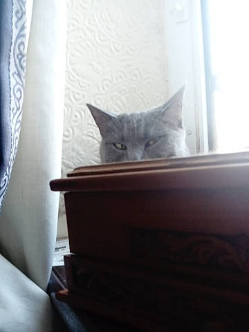 Tim joined the competition — help win amazing prizes! carnivore, cat, ceiling, comfort, curtain, domestic_short_haired_cat, felidae, floor, flooring, fur, grey, hardwood, room, small_to_medium_sized_cats, tail, whiskers, window, window_treatment, wood, wood_stain