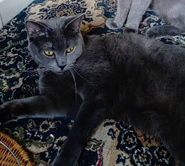 Tim joined the competition — help win amazing prizes! black_cat, carnivore, cat, claw, comfort, domestic_short_haired_cat, felidae, fur, grey, paw, russian_blue, sitting, small_to_medium_sized_cats, snout, tail, terrestrial_animal, whiskers, wildlife