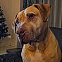 dog, tan_dog, indoor, couch, curtains, christmas_tree, pet, animal, seated, looking_away, muscular, brown, furniture, living_room, domestic_animal, companion, home, quiet, calm, portrait
