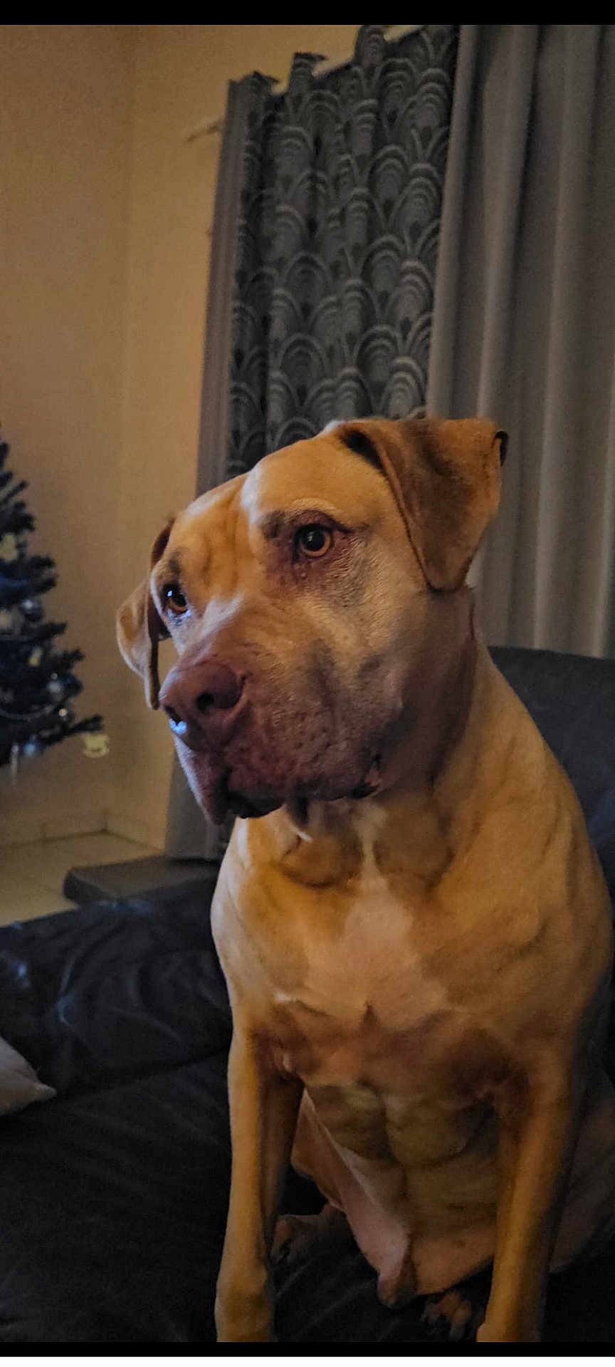 Last a rejoint le concours — aidez-le/la à gagner de superbes lots ! dog, tan_dog, indoor, couch, curtains, christmas_tree, pet, animal, seated, looking_away, muscular, brown, furniture, living_room, domestic_animal, companion, home, quiet, calm, portrait