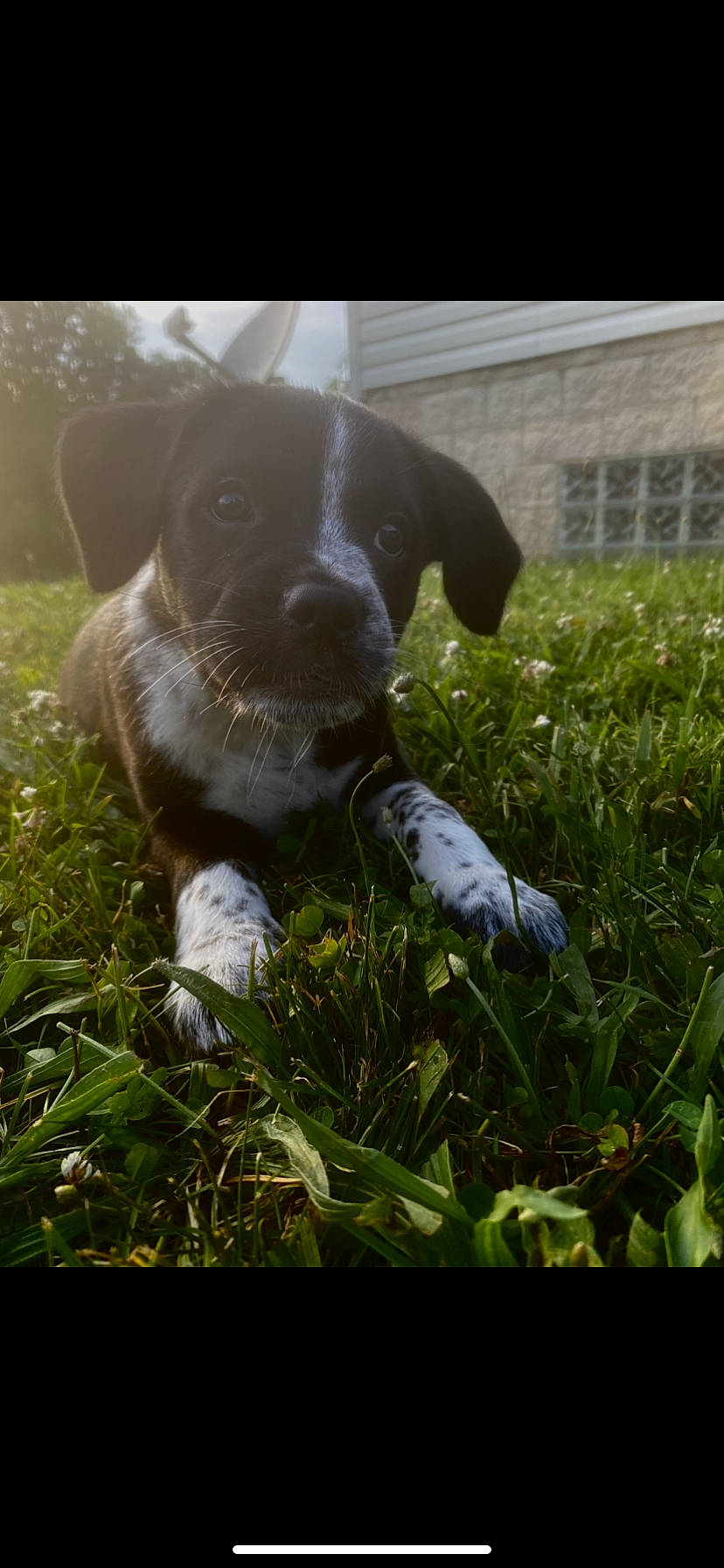 Dixie joined the competition — help win amazing prizes! carnivore, companion_dog, dog, dog_breed, fawn, grass, grass_family, grassland, groundcover, gun_dog, happy, lawn, people_in_nature, plant, snout, sporting_group, tail, terrestrial_animal, whiskers, working_animal