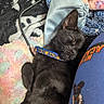 Binxs joined the competition — help win amazing prizes! cat, black_cat, sleeping, sleepy, pet, animal, collar, bonnet, blanket, plush_blanket, rainbow, cozy, snuggling, indoors, close_up, portrait, whiskers, ears, fur, relaxed