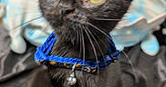 Binxs is registered to the contest to win money with this photo: cat, black_cat, pet, animal, feline, portrait, close_up, yellow_eyes, whiskers, blue_harness, collar, bell, indoor, bed, blanket, soft_focus, sitting, gazing, long_whiskers, photography