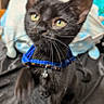 cat, black_cat, pet, animal, feline, portrait, close_up, yellow_eyes, whiskers, blue_harness, collar, bell, indoor, bed, blanket, soft_focus, sitting, gazing, long_whiskers, photography