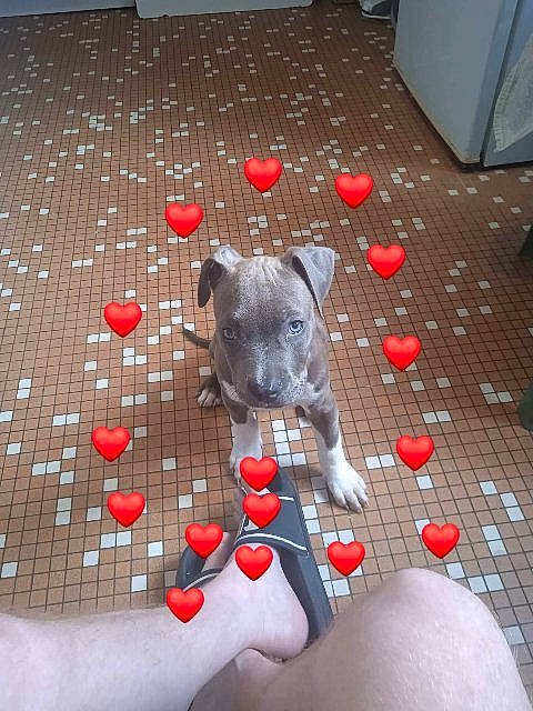 Oseille a rejoint le concours — aidez-le/la à gagner de superbes lots ! art, cabinetry, carmine, chest_of_drawers, companion_dog, coquelicot, dog_breed, fawn, floor, flooring, fur, glass, nail, pattern, petal, red, room, snout, stuffed_toy, toy