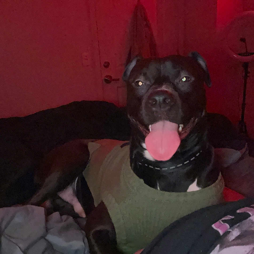 Nicco joined the competition — help win amazing prizes! animal, bodypart, boxer, bulldog, canine, couch, cushion, dog, furniture, greatdane, homedecor, hound, labradorretriever, mouth, person, pet, pitbull, pointer, puppy, tongue