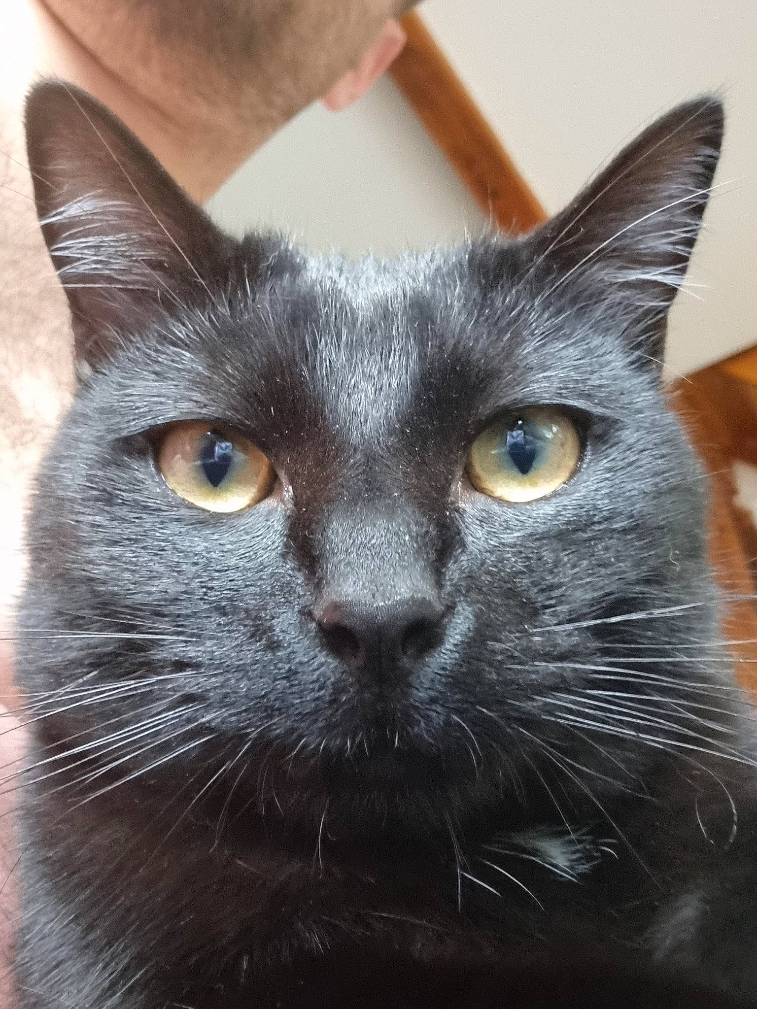 Krokmou participe au concours pour gagner de l'argent avec cette photo : black_cat, bombay, carnivore, cat, close_up, domestic_short_haired_cat, felidae, fur, havana_brown, mammal, small_to_medium_sized_cats, snout, terrestrial_animal, vertebrate, whiskers