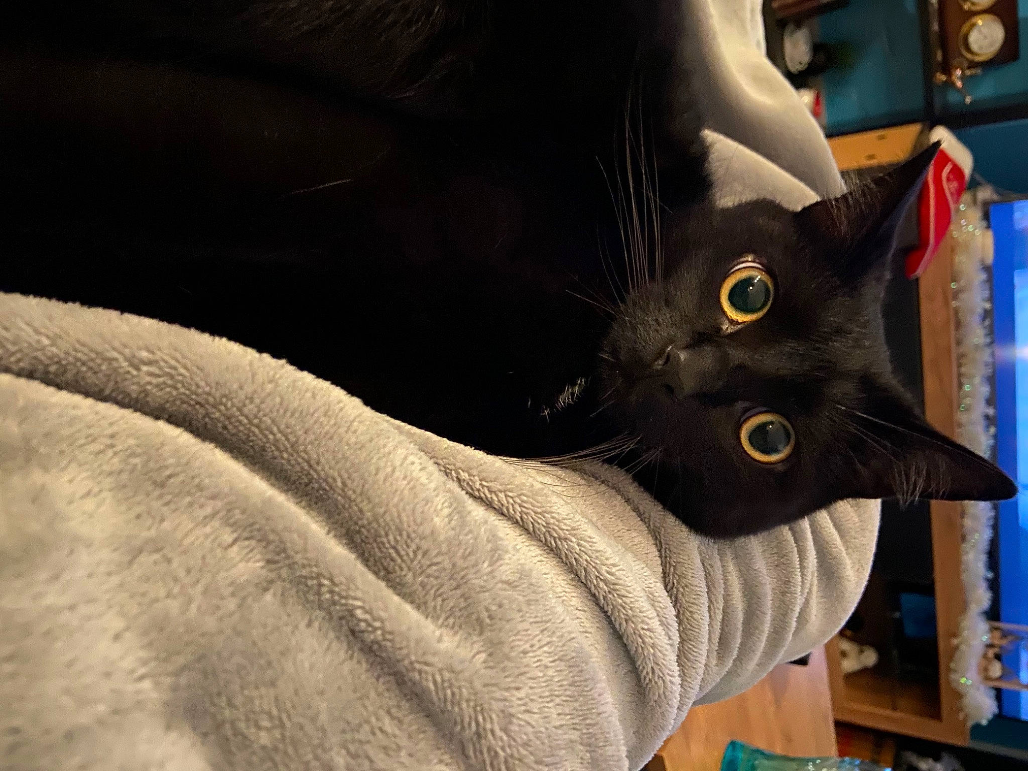 Krokmou a rejoint le concours — aidez-le/la à gagner de superbes lots ! black_cat, bombay, carnivore, cat, comfort, domestic_short_haired_cat, felidae, fur, gesture, grey, sleeve, small_to_medium_sized_cats, snout, whiskers