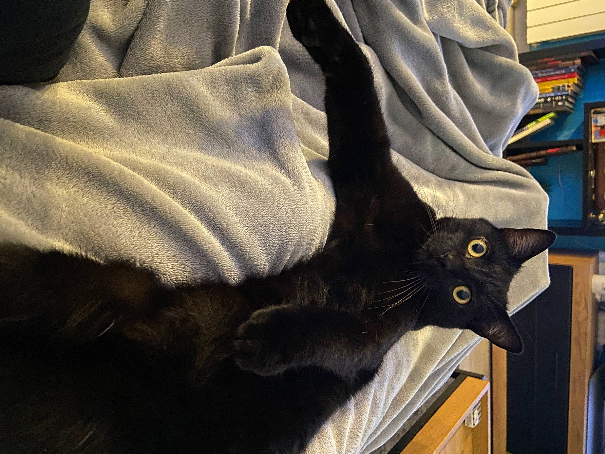 Krokmou a rejoint le concours — aidez-le/la à gagner de superbes lots ! black_cat, carnivore, cat, comfort, domestic_short_haired_cat, felidae, fur, grey, linens, room, sleeve, small_to_medium_sized_cats, tail, textile, tints_and_shades, whiskers, wood